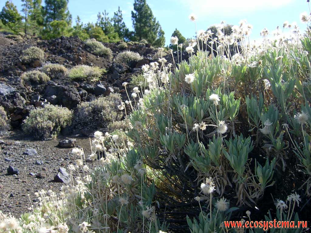 Pterocephalus lasiospermus - summit rosebush (Caprifoliaceae family) - endemic to Canadas del Teide depression on Tenerife.
Dry xerophytic lava and scoria zone (2000-2500 meters above sea level). Tenerife Island, Canary Archipelago