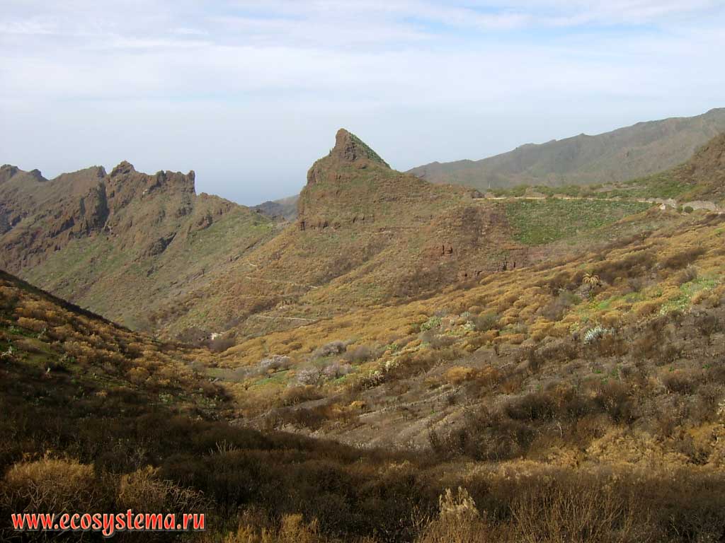 Xerophytic vegetation in the middle altitude zone. 700 meters above sea level.
The Teno peninsula, north-west coast of the Tenerife Island, Canary Archipelago