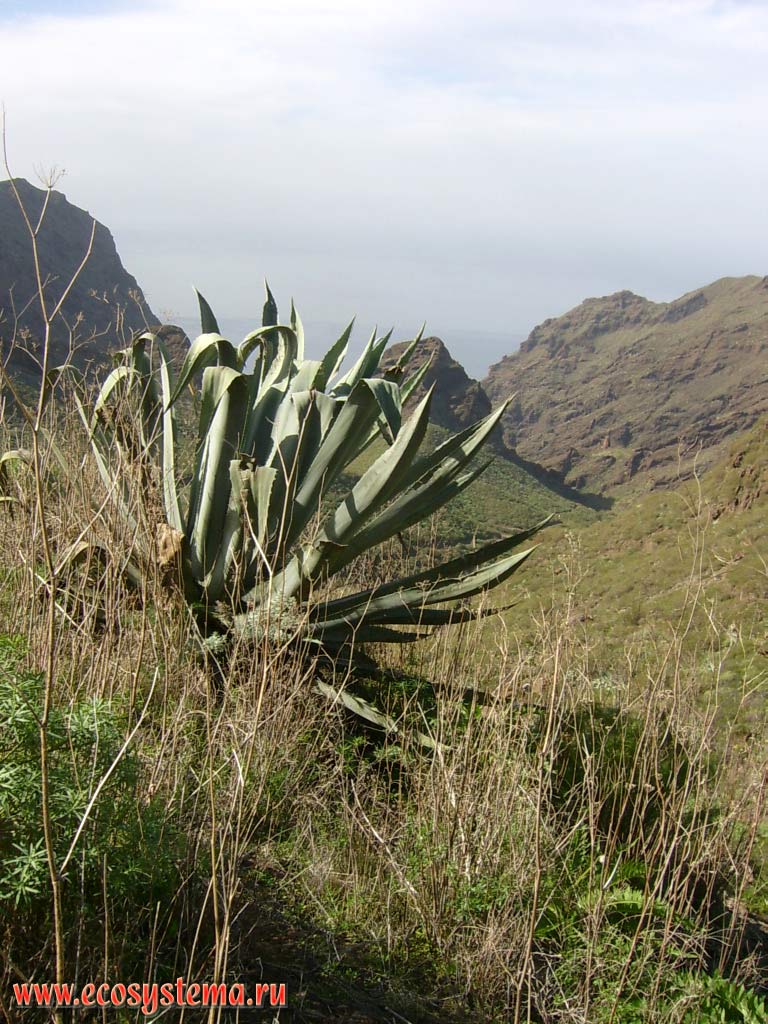 The Century Plant or Maguey (Agave americana) on the dry slope of Masca valley (barranco).
700 meters above sea level. Teno peninsula, north-west coast of the Tenerife Island, Canary Archipelago