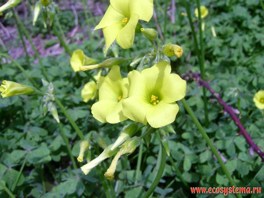 Кислица козья (Oxalis pes-caprae)(семейство Кисличные — Oxalidaceae)