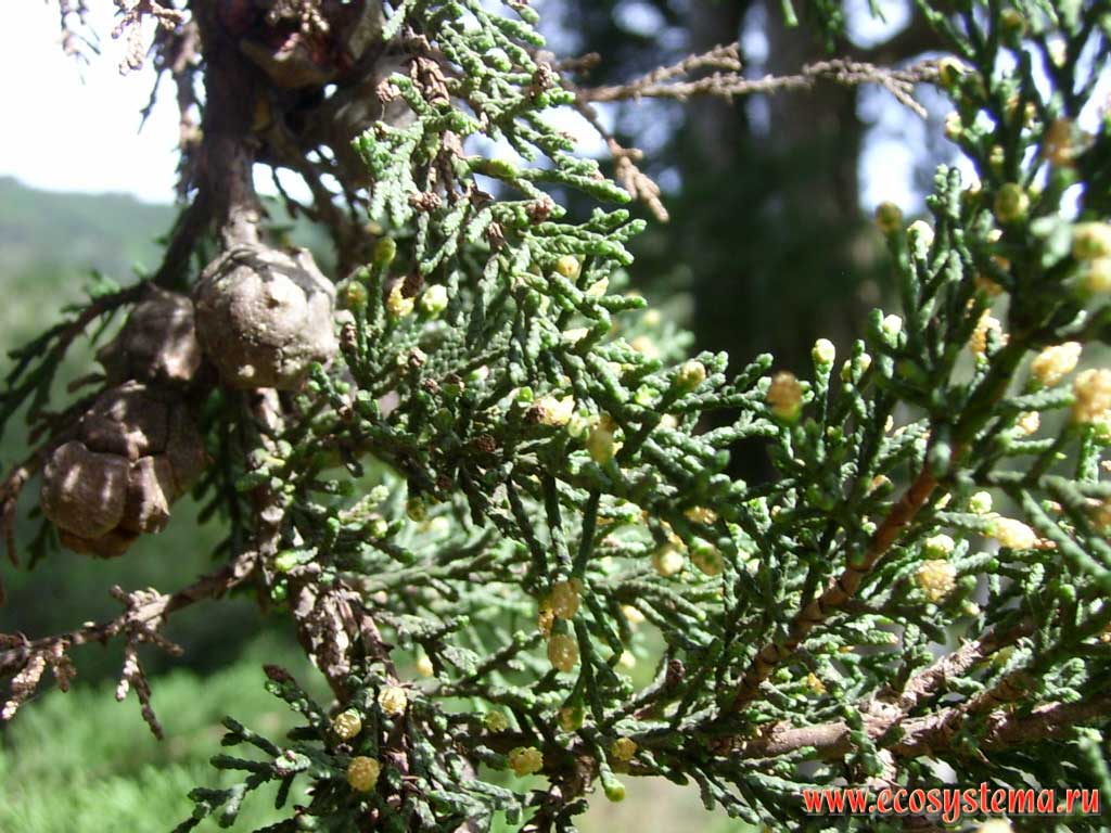 Ветви и шишки кипариса (Cupressus sp.) (семейство Кипарисовые — Cupressaceae)