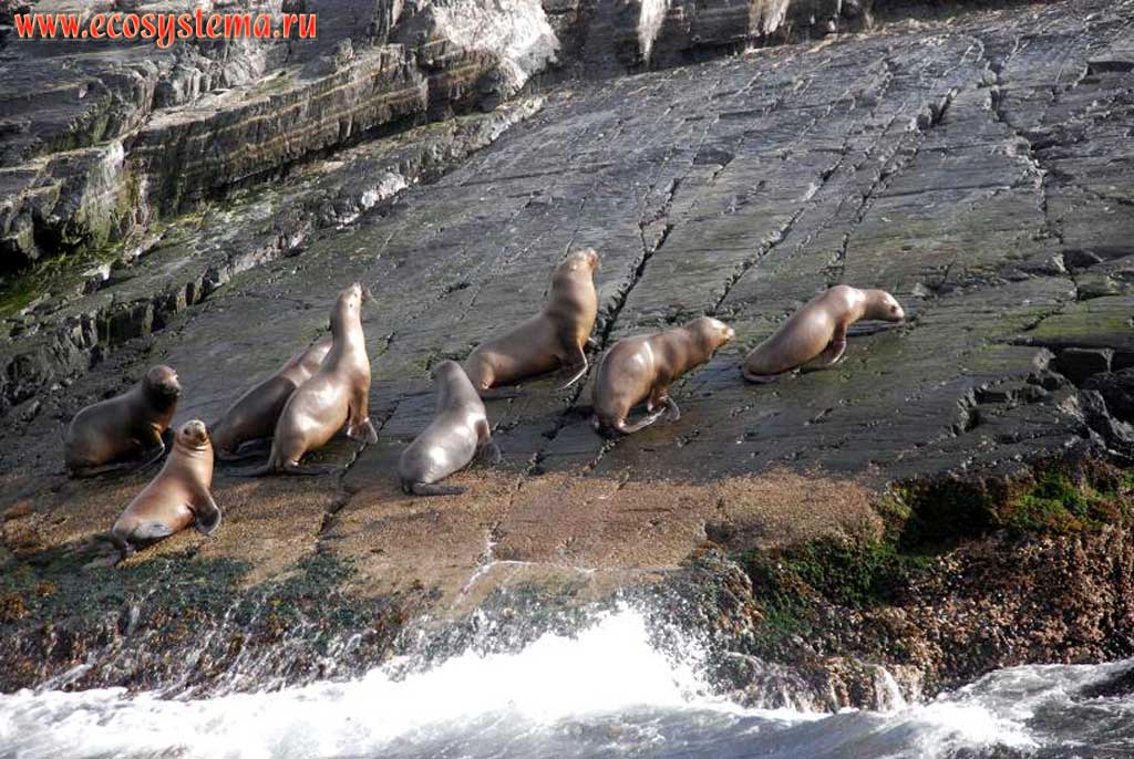 The South American sea lion (Otaria byronia) (Otariidae Family) rookery (colony) on the small island in the Beagle Channel.
The Land of Fire (Tierra del Fuego) south extremity, Argentina, South America