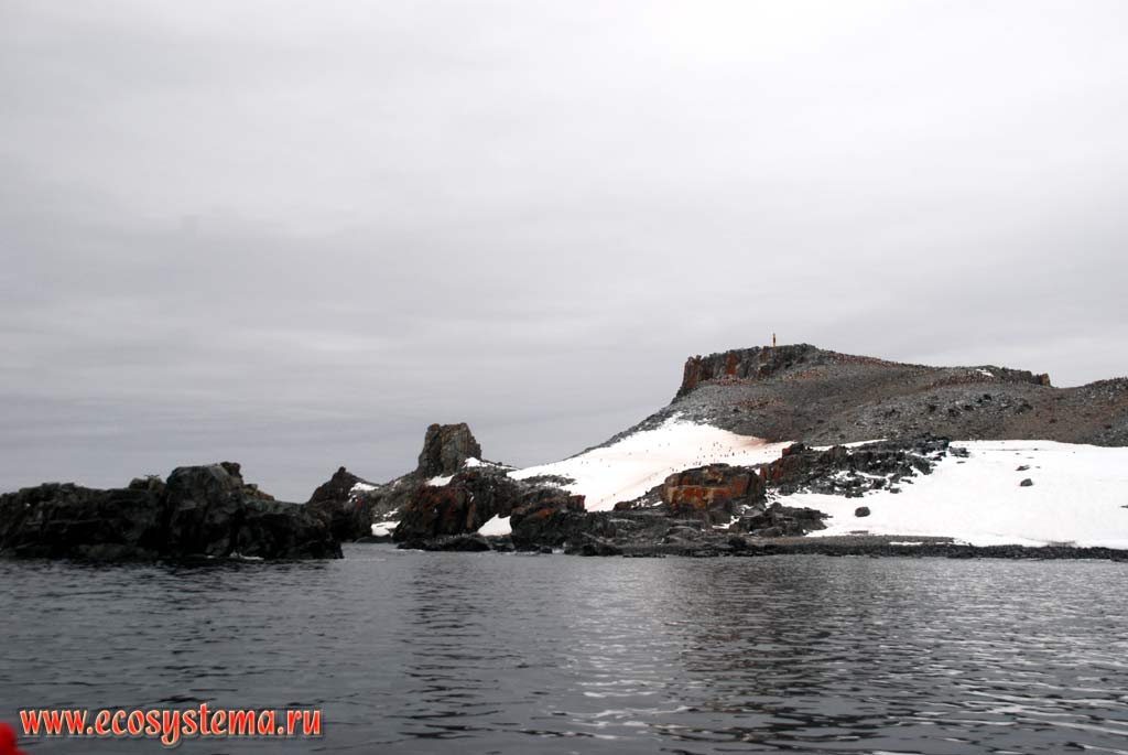 The penguin colony on the Half Moon Island.
South Shetland Islands, Scotia Sea, Antarctic peninsula, West Antarctic