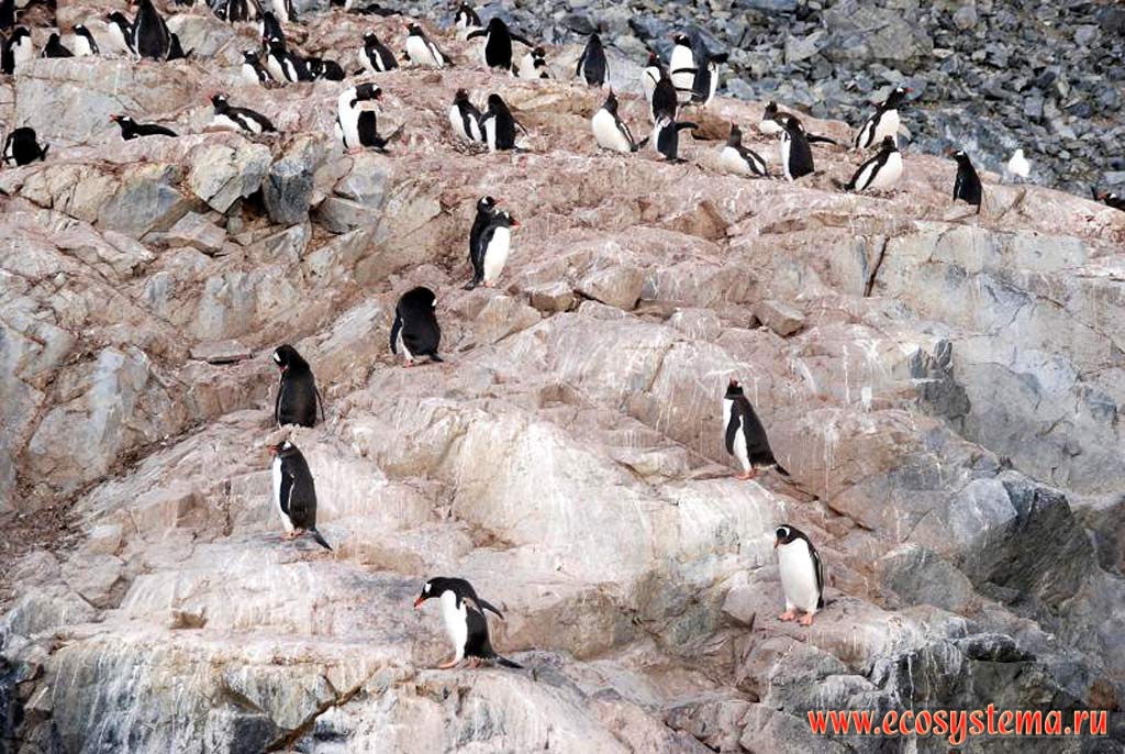 Колония субантарктических пингвинов, или пингвинов Генту,
или Папуа (Pygoscelis papua).
Остров Кувервилль, Южные Шетландские острова