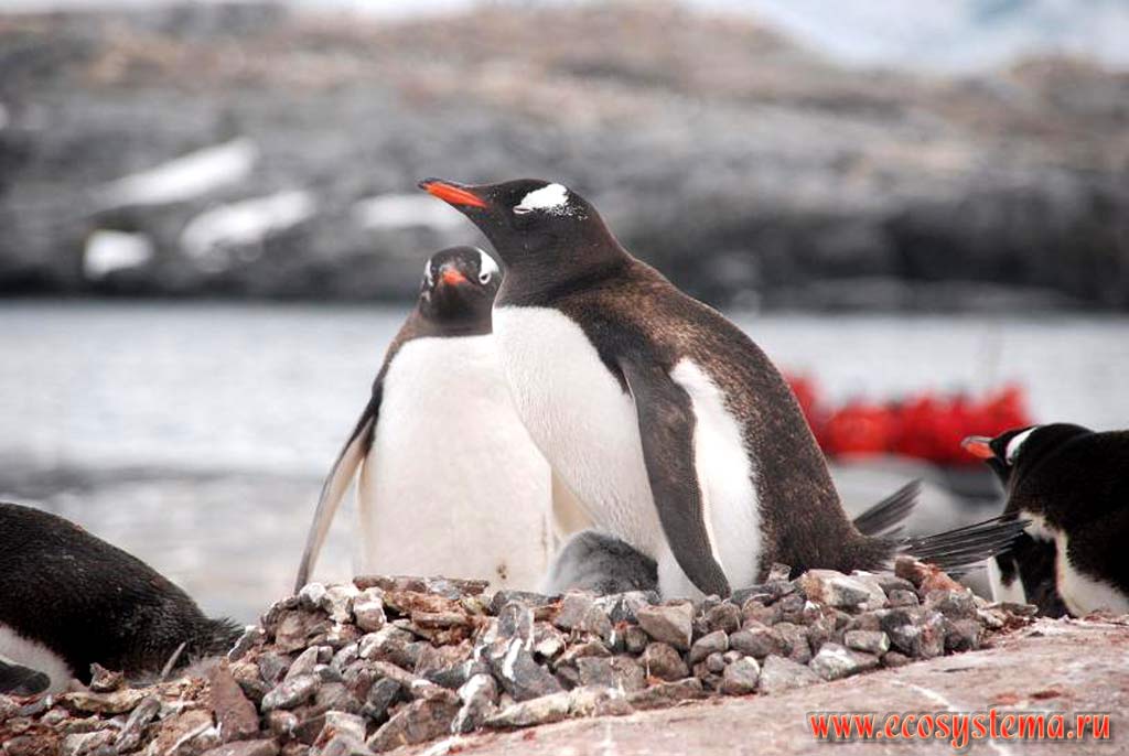 Субантарктические пингвины, или пингвины Генту, или пингвины Папуа
(Pygoscelis papua) (семейство Пингвиновые - Spheniscidae).
Остров Винке в районе Порта Локрой, Антарктический полуостров