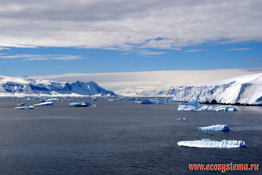 Обрушающаяся кромка материкового ледника (зона абляции ледника)
и айсберги - обломки материковых и шельфовых ледников.
Между Антарктическим полуостровом и Южными Шетландскими островами.
Западная Антарктика, море Уэделла