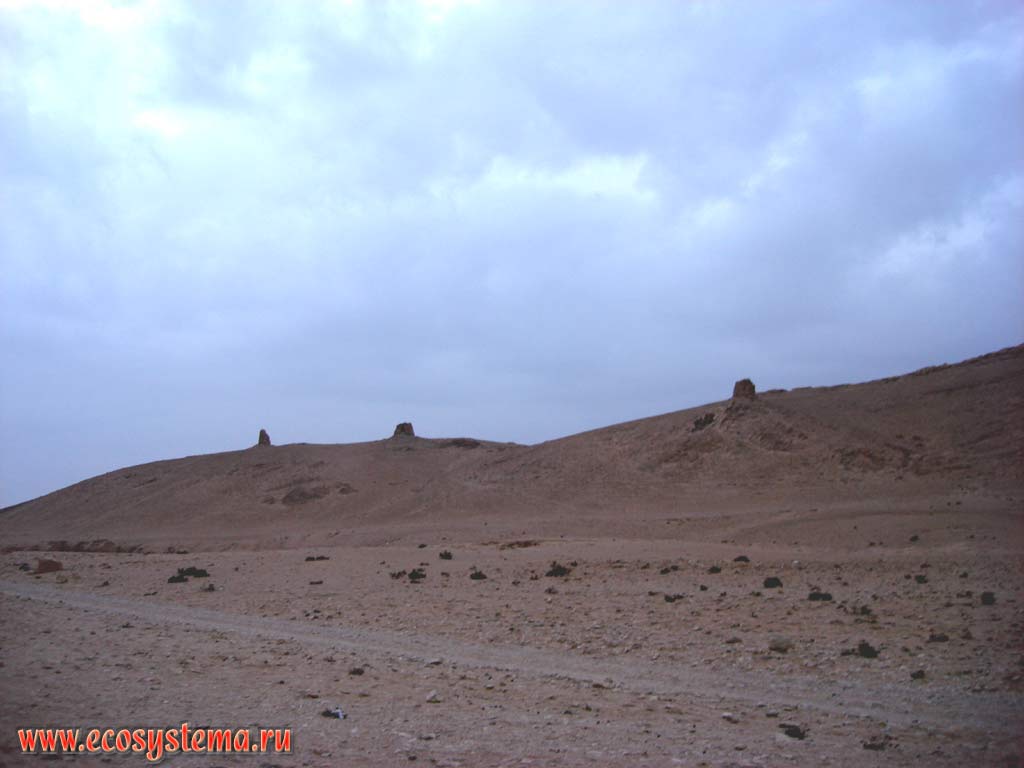 Типичная каменистая пустыня (Сирийская пустыня) на плато Тадмор. Высота около 800 м над уровнем моря.
Азиатское Средиземноморье, или Левант, недалеко от Пальмиры, Центральная Сирия