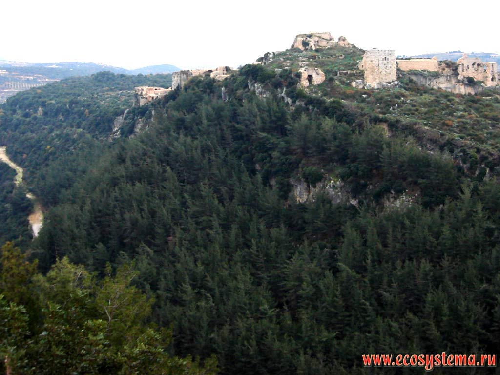 Замок Салах-ад-Дин на скале, поросшей хвойным лесом (ливанский кедр).
Хребет Ансария (Эн-Нусайрия). Азиатское Средиземноморье, или Левант, Латакия, Западная Сирия