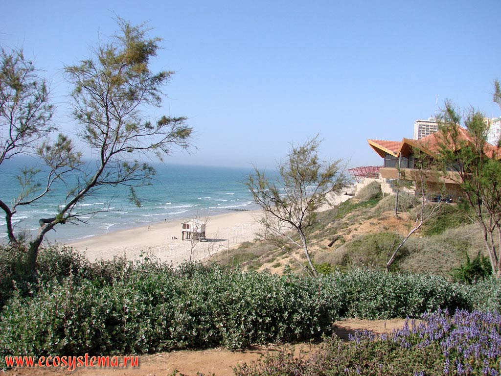 Sandy dune and beach on the Mediterranean Sea coast. Asian Mediterranean (Levant), Israel
