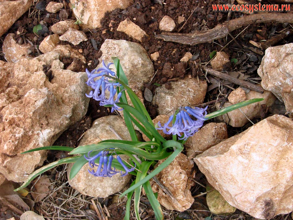 The hyacinth (Hyacinthus sp)