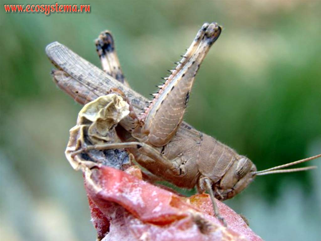 The Italian Locust (Calliptamus italicus) on the opuntia fruit-body