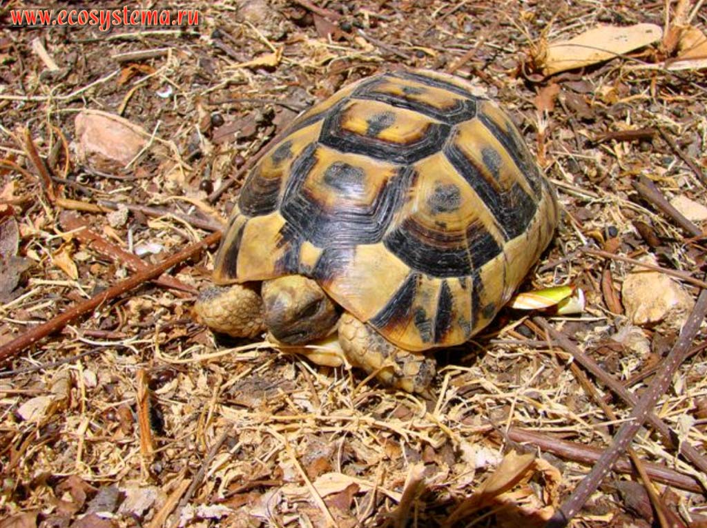 The Spur-thighed Tortoise (Testudo graeca)