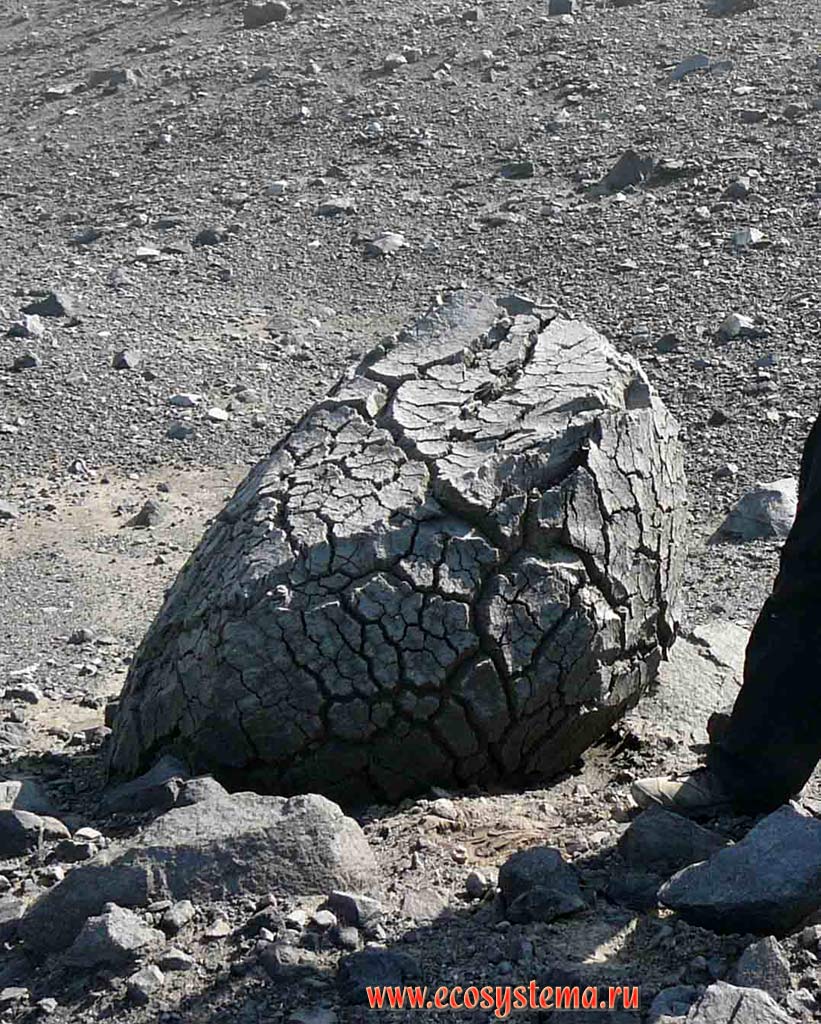 Вулканическая бомба типа хлебная корка в северном кратере вулкана Эбеко.
Извержение 1987-1991 гг. Остров Парамушир