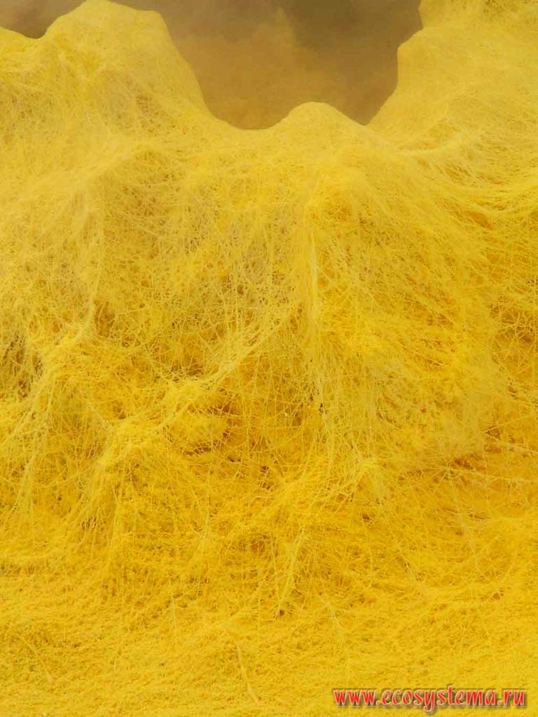 Plastic sulfur (hair, of spider net type) produced by the Pauk (Spider) fumarole.
Paramushir Island