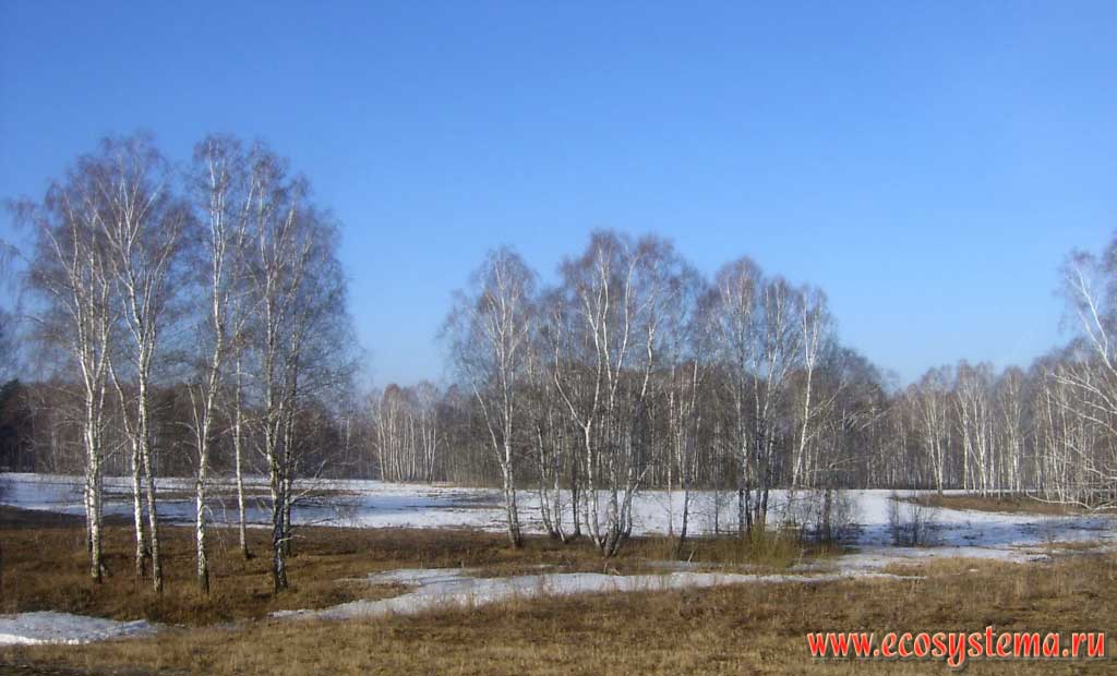 Birch grove - is a typical forest vegetation type in the south of Western Siberia. Forest-steppe vegetation zone in the upper Ob-river basin.
South to the Biysk town, Altai (Altay) region (Altaisky Krai)