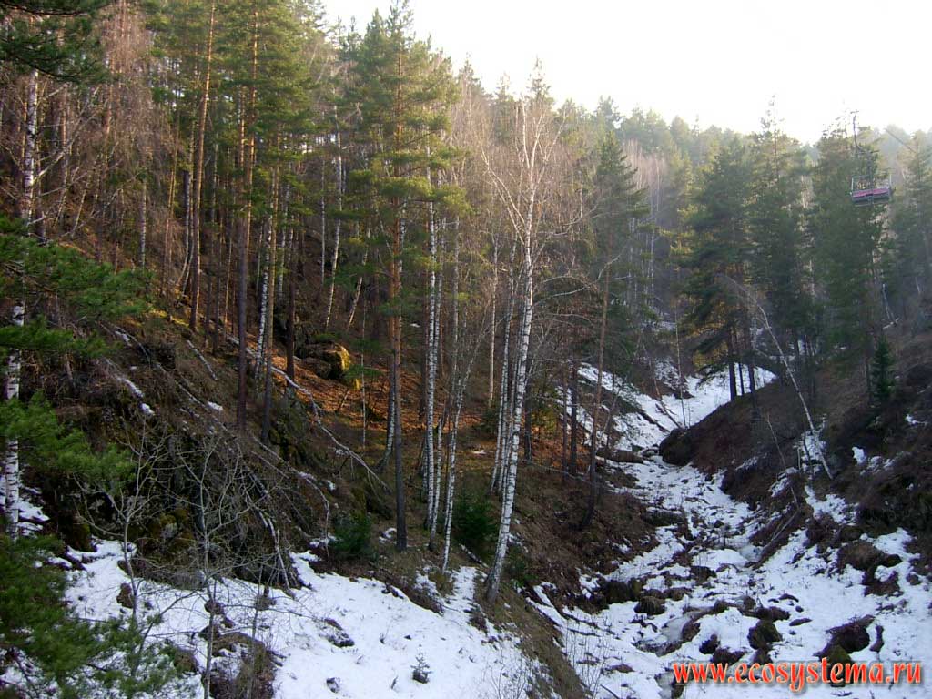 Mixed pine-birch forest in the high altitude (mountain taiga) vegetation zone.
The Belokurikha river basin, Altai (Altay) mountains near Gorno-Altaysk town. 600 meters above sea level. Gorno-Altai (Altay) Republic