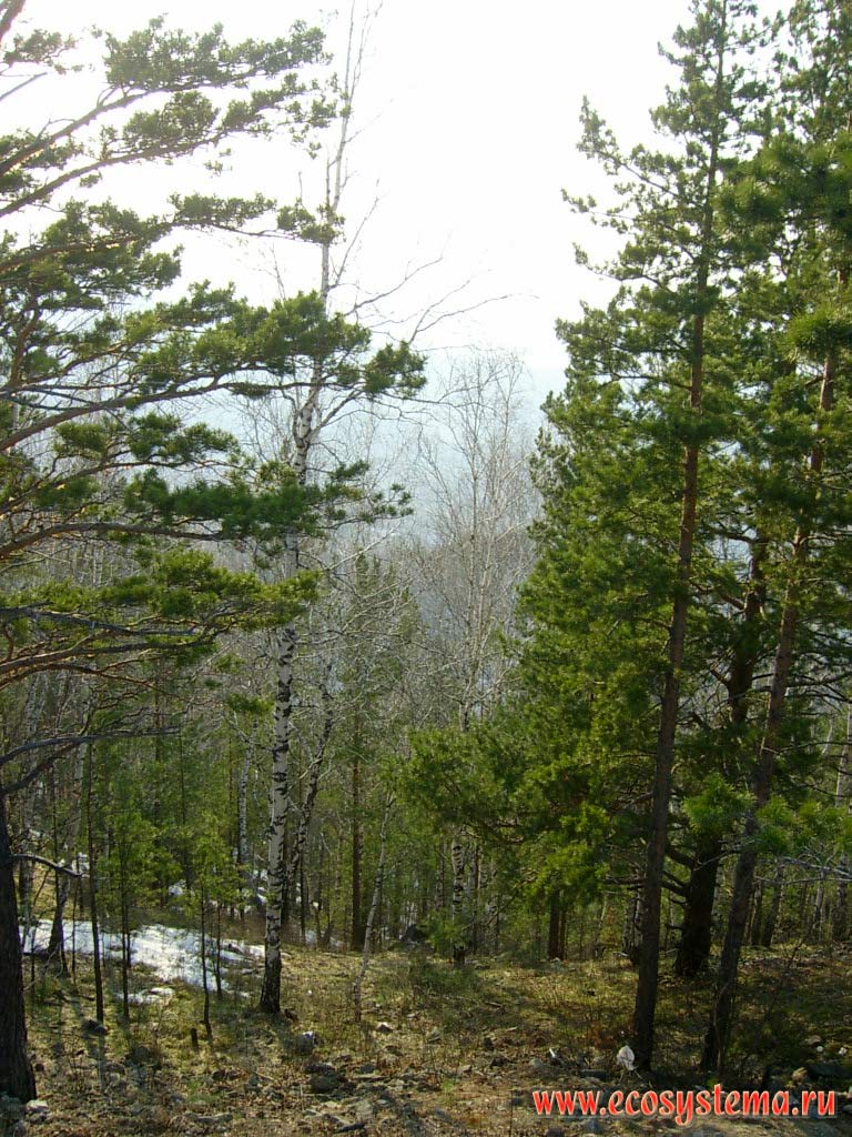 Смешанный березово-сосновый лес (с преобладанием сосны обыкновенной
- Pinus sylvestris) на склонах и плоских вершинах предгорий Алтая.
Недалеко от горы Церковка, окрестности курорта Белокуриха.
Высота - около 800 м над уровнем моря