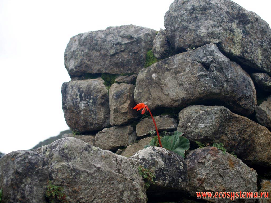 Цветущий бадан (Bergenia sp.) на камнях на склонах горной цепи Восточных Кордильер. Высота около 2500 м над уровнем моря.
Горная система Центральных Анд, или Сьерра, окрестности Мачу-Пикчу, департамент Куско, Перу