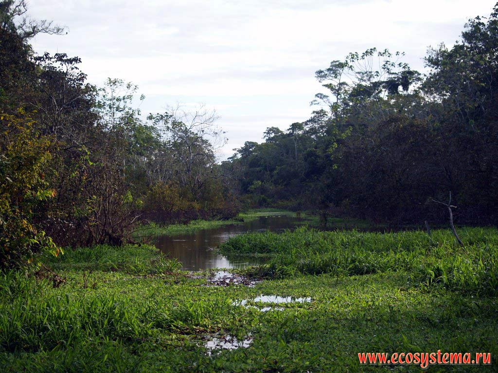 The Ucayali river cove growing with water vegetation (macrophytes).
The Amazonian tropical forest zone between the Central Andes foothills and Amazonian Lowland - the La Montanya region.
Near the city of Pucallpa, the Department of Ucayali, Eastern Peru near Brazil border