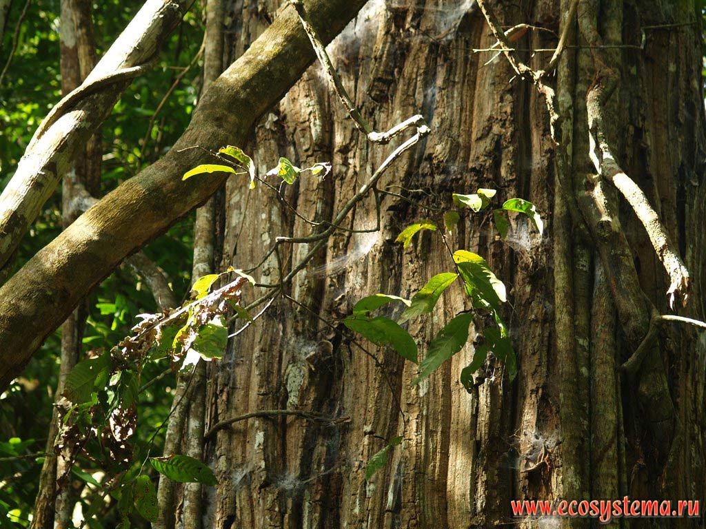The stem of an old tree (tree trunk) in the tropical forest.
The tropical forest zone (selva) between the Central Andes foothills and Amazonian Lowland - the La Montanya region.
The Ucayali river valley (Amazon river basin), near the city of Pucallpa, the Department of Ucayali, Eastern Peru near Brazil border