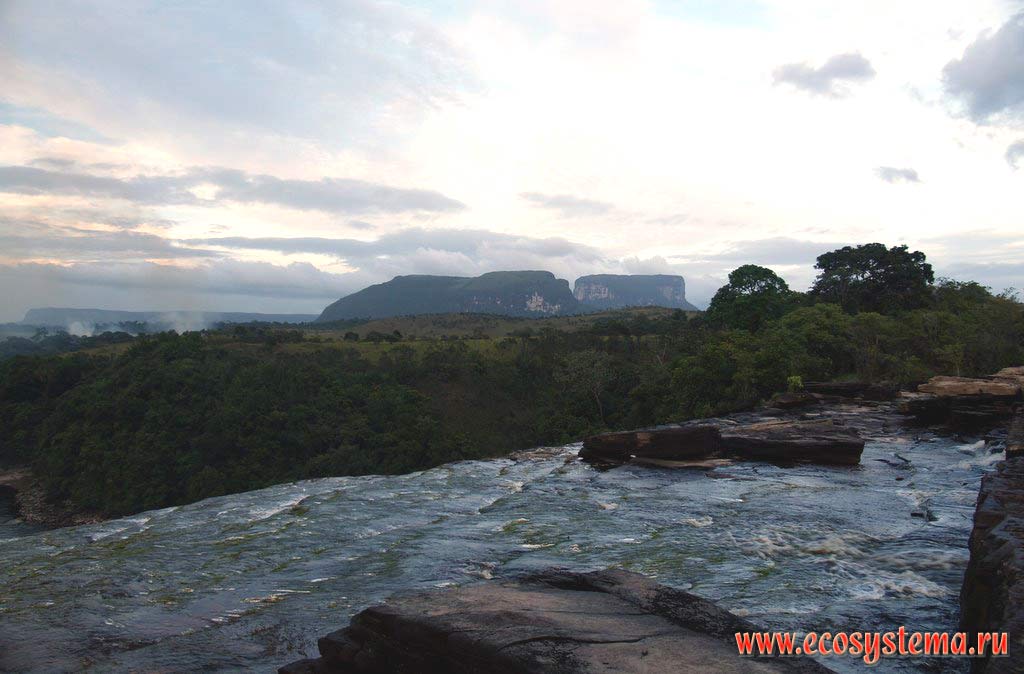 Верхняя кромка водопада Лягушка на реке Каррао, стекающей со столбообразного (столового) плато. Поверхность под водой покрыта зелеными водорослями.
Вдали - столовые горы - останцы. Национальный парк Канайма, зона влажных тропических лесов, Гвианское нагорье, Венесуэла