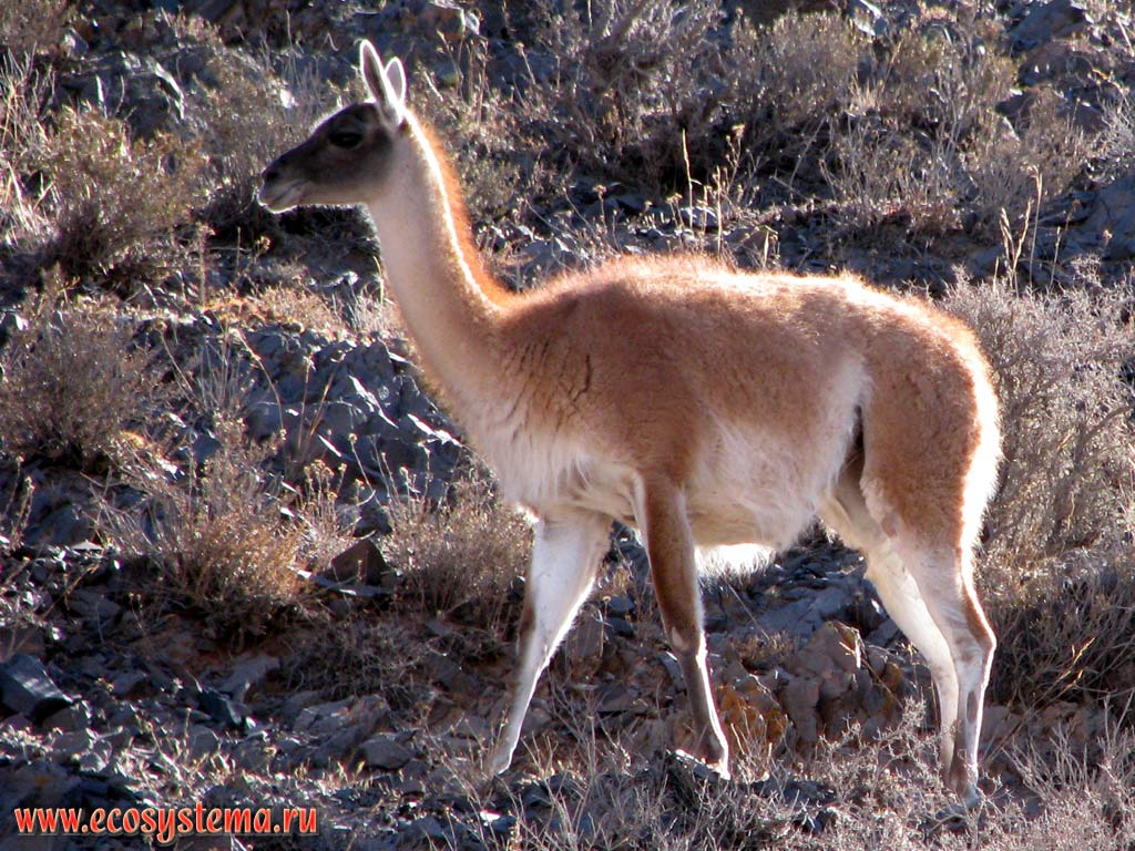 The Guanaco (Auchenia huanaco) - one of two wild South American camelids (Artiodactyla order, Tylopoda suborder, Camelidae family).
Precordillera, Salta Province, Northwest Argentina
