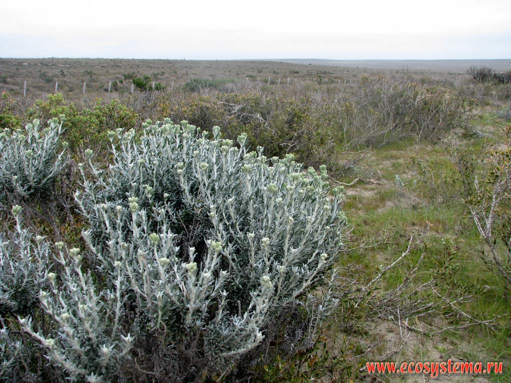The Ragwort, or Groundsel (Senecio sp., probably Senecio patagonicus) (Asteraceae, or Compositae Family) in the dry steppe on the Atlantic ocean coast. Chubut Province, Southeast Argentina
