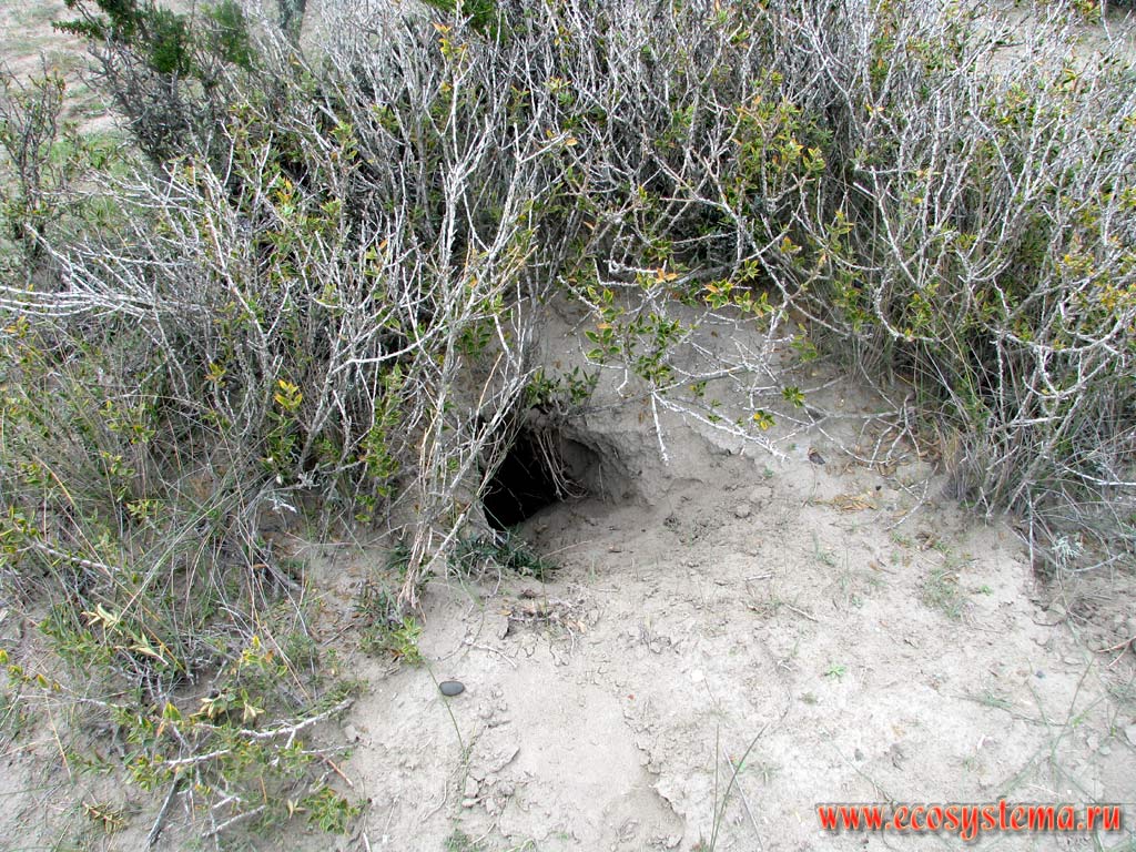 The burrow of the Larger (Big) Hairy Armadillo (Chaetophractus villosus) (Dasypodidae Family).
The dry steppe on the Atlantic ocean coast. Chubut Province, Southeast Argentina