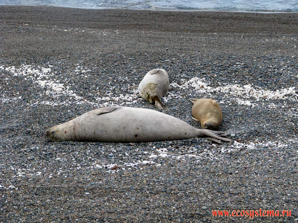 Southern Elephant Seals (Mirounga leonina) on the sandy-shingle beach. The Atlantic ocean coast, Chubut Province, Southeast Argentina