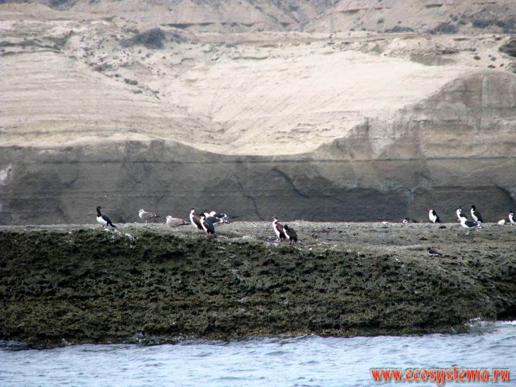 Sea birds (King cormorants - Phalacrocorax albiventer, and Kelp Gulls - Larus dominicanus) on the bank of Golfo Nuevo Bay. Chubut Province, Southeast Argentina