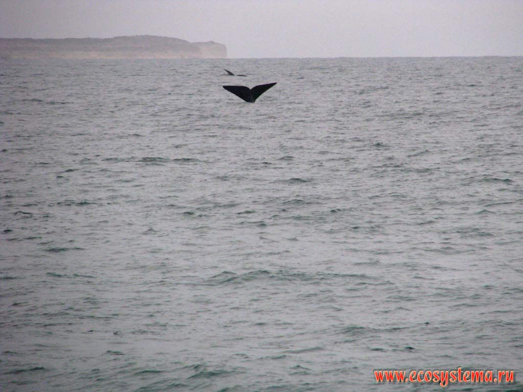 Хвост ныряющего южного гладкого кита (Eubalaena australis) с характерной для этого вида выемкой.
Залив Гольфо-Нуэбо, провинция Чубут, юго-восточная Аргентина