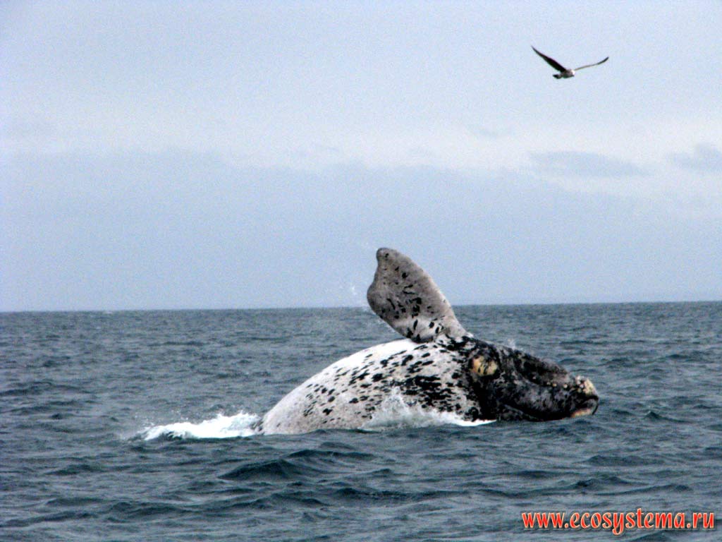 The typical to the Southern Right Whale (Eubalaena australis) breaching (jumping out of the water). Also the white patches on the sides of the body are visible.
The Golfo Nuevo Bay, Atlantic ocean, Chubut Province, Southeast Argentina