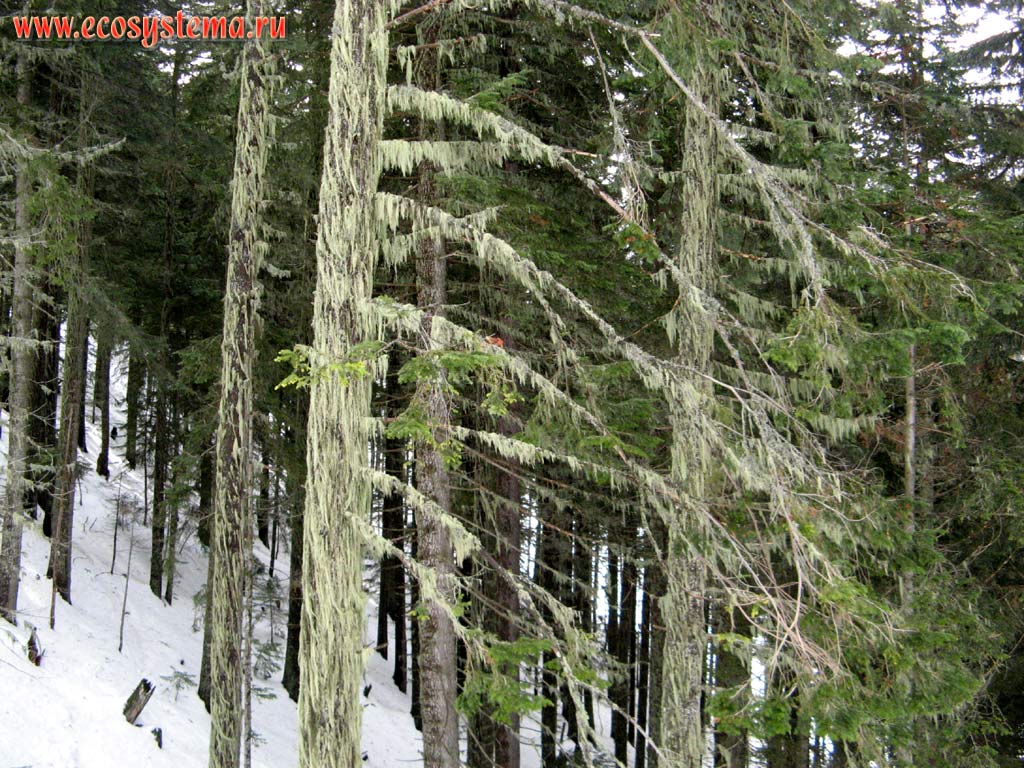 Темнохвойный елово-пихтовый лес покрытый лишайниками. Высота около 1500 метров над уровнем моря.
Южная Болгария, горная система Западные Родопы, горы Пирин
