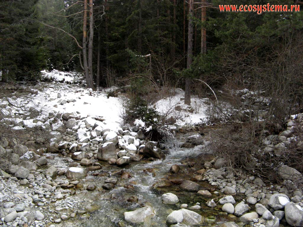 The pine forest edge with spruce and small mountain stream. Altitude is about 1500 meters above sea level. Southern Bulgaria, Rodopi, Pirin Mountains