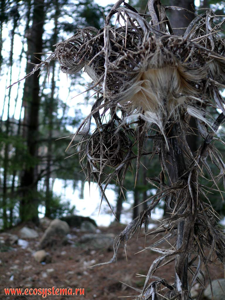 Засохшее растение бодяка (Cirsium) с семенами. Опушка светлохвойного леса в горах на высоте около
1500 м над уровнем моря. Южная Болгария, горная система Западные Родопы, горы Пирин