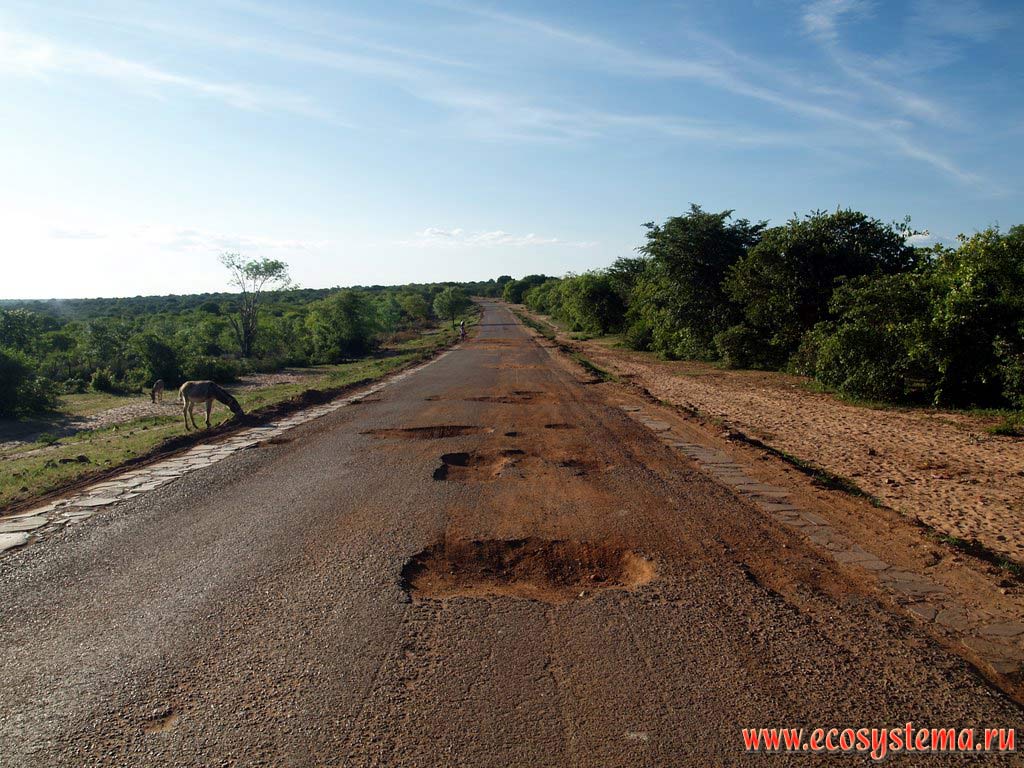 Asphalt road surrounded by xerophytic tropical savanna sparse growth. South African Plateau, Cahama (Kahama) area, Cunene province, southern Angola