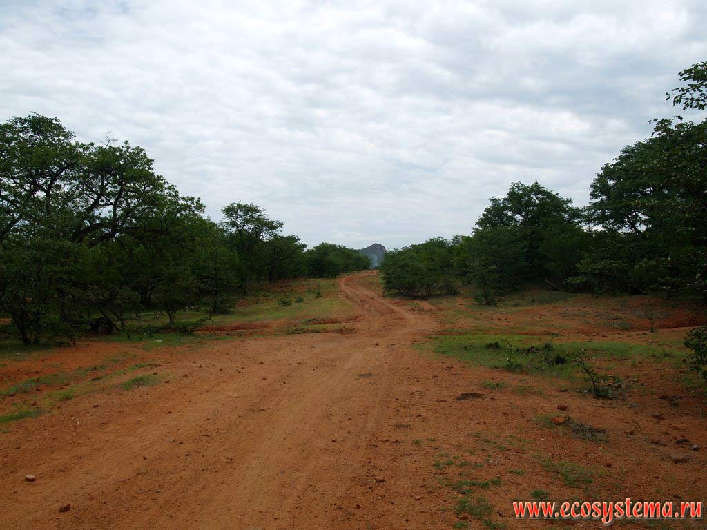 Earth road surrounded by xerophytic tropical savanna sparse growth. South African Plateau, Chitado area, Cunene province, southern Angola