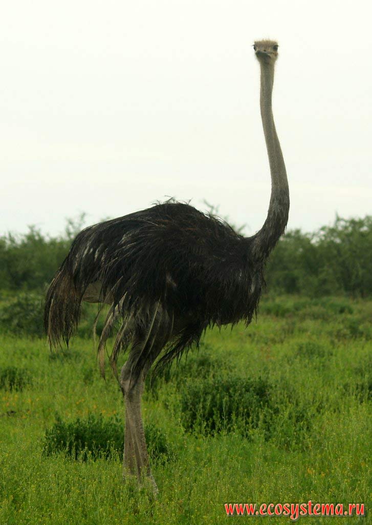 Африканский страус (Struthio camelus), подвид (S. c. australis).
Национальный парк Этоша, Южно-Африканское плоскогорье, северная Намибия