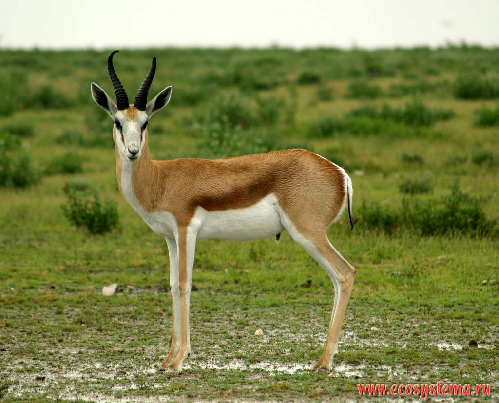 Молодой самец антилопы Импала (Aepyceros melampus) (подсемейство Импалы - Aepycerotinae, семейство Полорогие - Bovidae).
Национальный парк Этоша, Южно-Африканское плоскогорье, северная Намибия