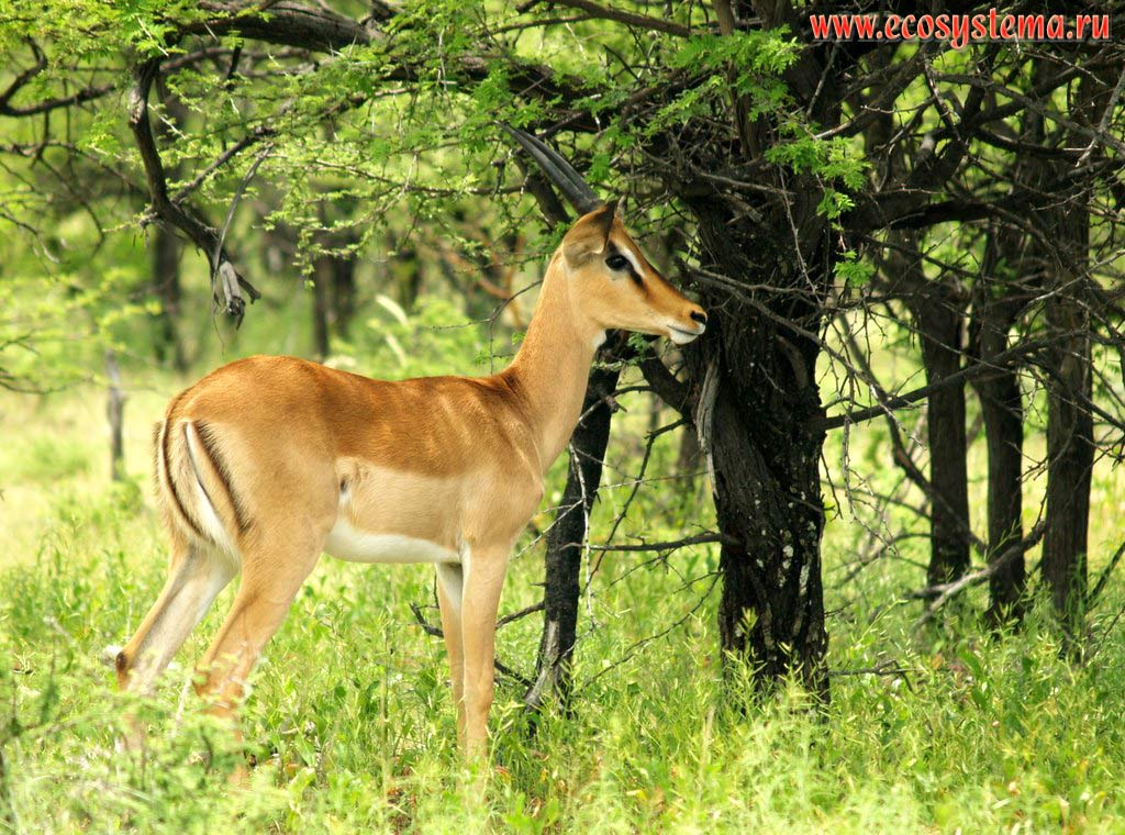 The Impala (Aepyceros melampus) young female in savanna (Impalas subfamily - Aepycerotinae, Bovidae family).
Etosha, or Etosh� Pan National Park, South African Plateau, northern Namibia
