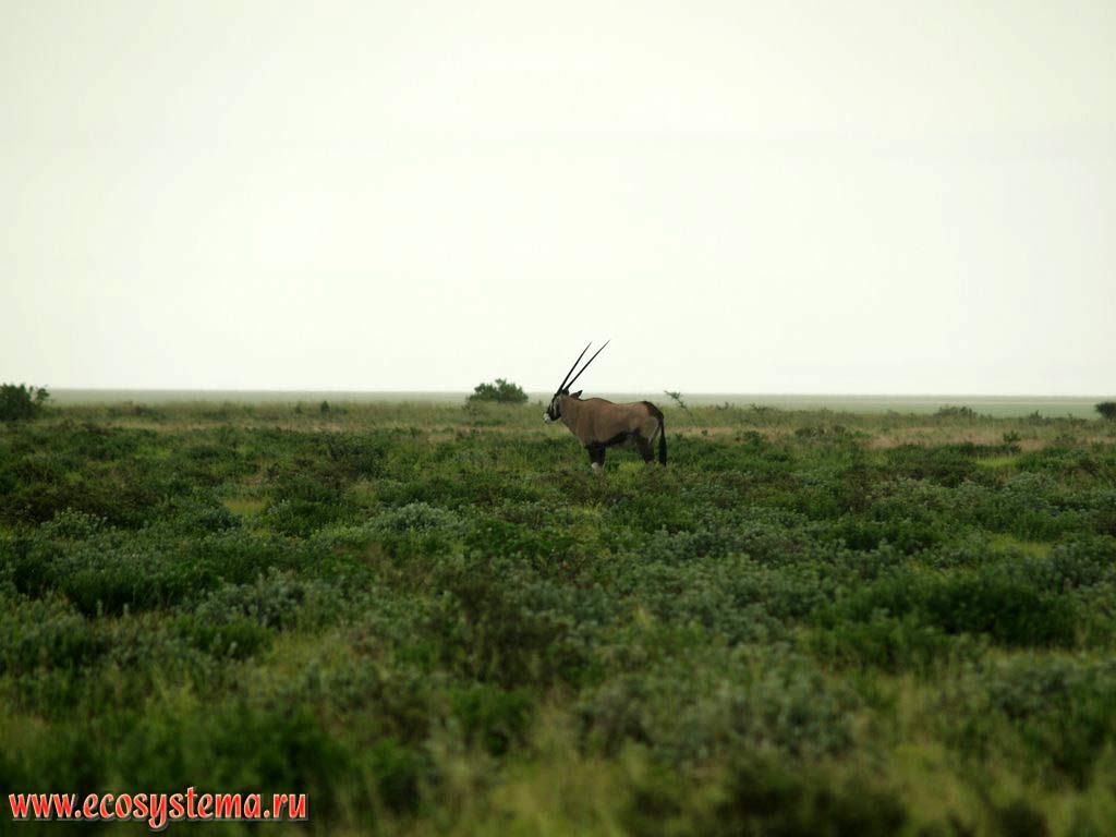 Орикс, или сернобык, или антилопа бейза (Oryx gazella beisa, или Oryx beisa)
(семейство Полорогие - Bovidae, подсемейство Саблерогие антилопы - Hippotraginae).
Национальный парк Этоша, Южно-Африканское плоскогорье, северная Намибия