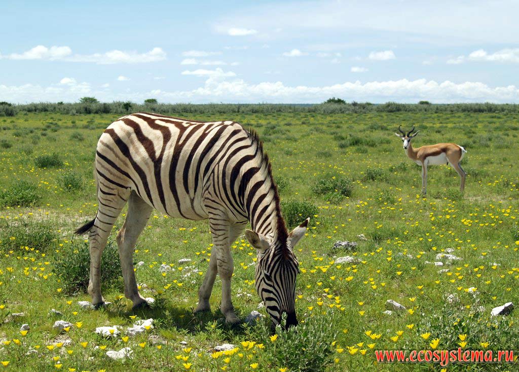The Plains zebra (Equus quagga burchellii subspecies) and Impala (Aepyceros melampus) in savanna.
Etosha, or Etosh� Pan National Park, South African Plateau, northern Namibia