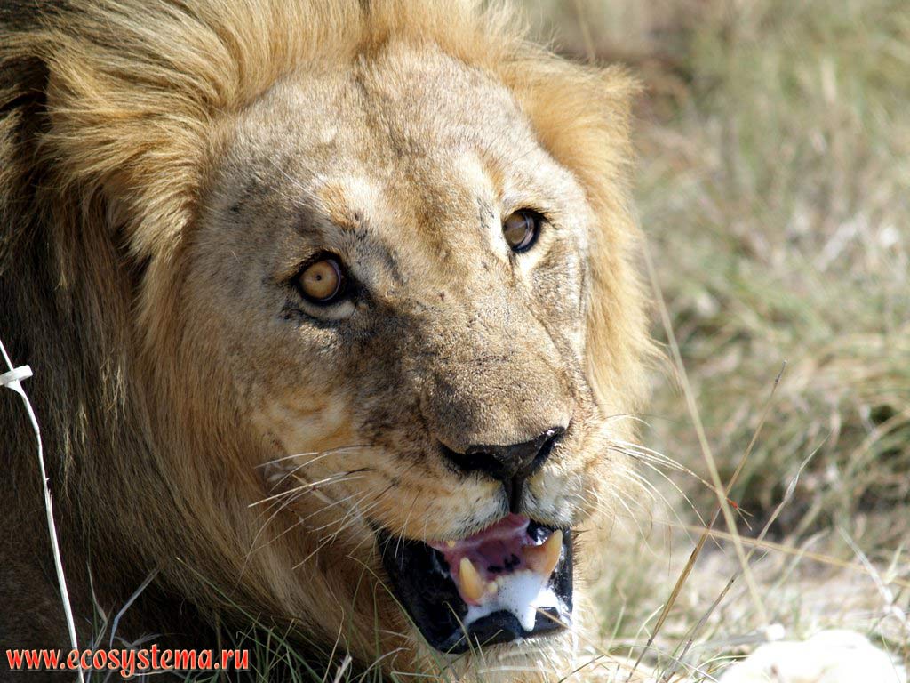 The African Lion (Panthera leo) adult male (Felidae family, Carnivora order). Etosha, or Etosh� Pan National Park, South African Plateau, northern Namibia