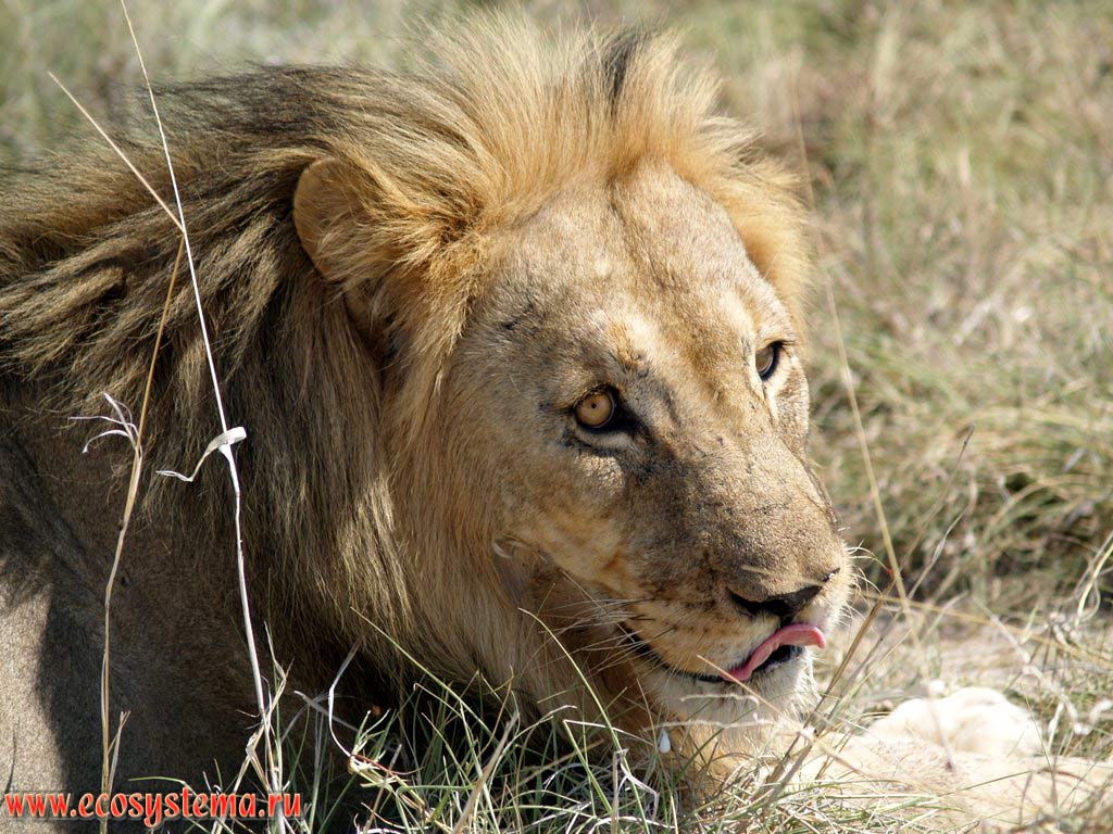 Лев, или африканский лев (Panthera leo) (семейство Кошачьи - Felidae, отряд Хищные - Carnivora) - взрослый самец у добычи.
Национальный парк Этоша, Южно-Африканское плоскогорье, северная Намибия