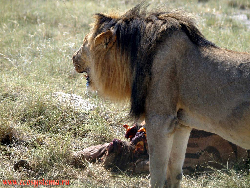 Взрослый самец льва (Panthera leo) около своей добычи - убитой равнинной зебры. Национальный парк Этоша, Южно-Африканское плоскогорье, северная Намибия
