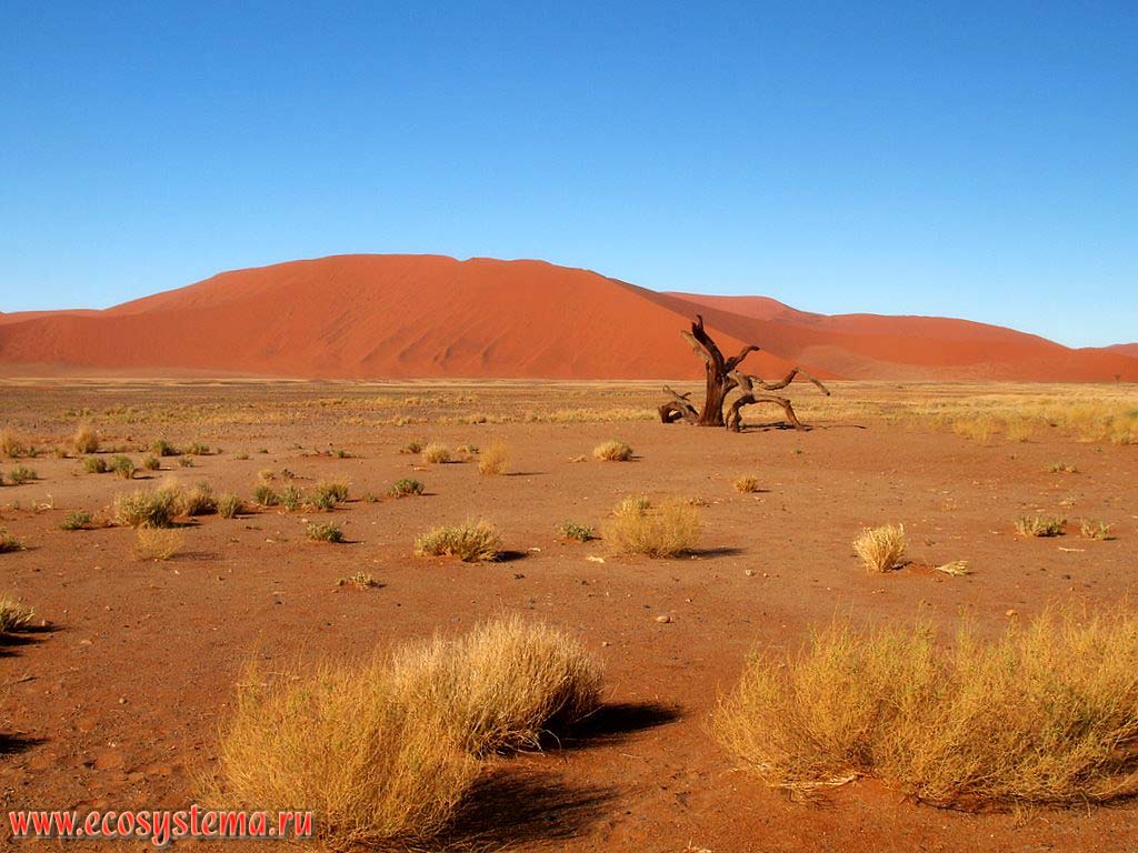 The xerophytic vegetation in the sandy Namib Desert with desert sandy dunes in the distance.
�Sossusvlei red dunes�, Namib Desert, NamibRand Nature Reserve, Namib-Naukluft National Park, South African Plateau, Central Namibia