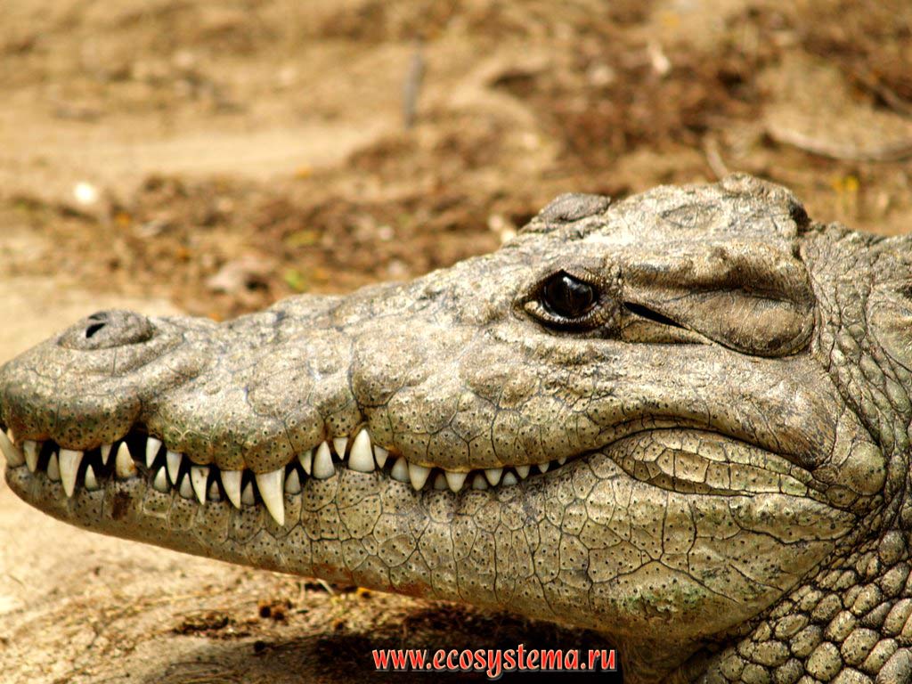 Голова нильского крокодила (Crocodylus niloticus) (семейство Настоящие крокодилы, Crocodylidae) в воде. Зоопарк на мысе Видал (Cape Vidal), восток ЮАР
