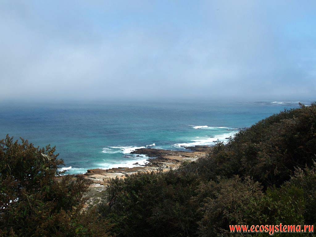 The Atlantic Ocean shore covered by evergreen dwarf forest - maquis. The western part of the Cape Fold Belt Mountains, South coast of South African Republic