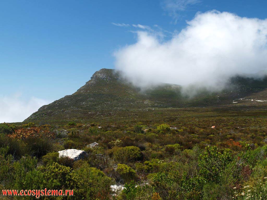 The coastal phrygana (dwarf-shrub) on the foothills of the Cape Fold Belt Mountains. The Cape of Good Hope, Atlantic ocean coast, South African Republic
