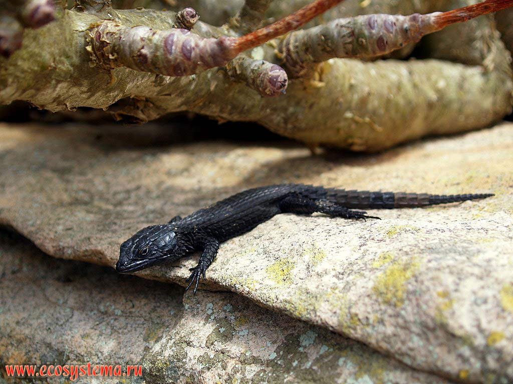 Black Girdled Lizard (Cordylus niger) (or Black Zonure - Cordylus cordylus ?) (Lacertilia suborder, Cordylidae family) on the rock.
The Cape of Good Hope, Atlantic ocean coast, South African Republic